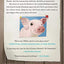 The Unlikely Story of a Pig in the City