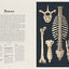 Anatomicum: Welcome to the Museum
