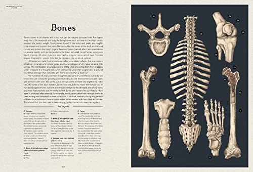 Anatomicum: Welcome to the Museum
