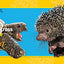 National Geographic Kids Just Joking: 300 Hilarious Jokes, Tricky Tongue Twisters, and Ridiculous Riddles