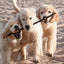 The New Complete Dog Book, 22nd Edition: Official Breed Standards and Profiles for Over 200 Breeds (CompanionHouse Books) American Kennel Club's Bible of Dogs: 920 Pages, 7 Variety Groups, 800 Photos