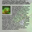Green Tree Pythons: Natural History and Captive Maintenance