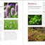 The Herbal Apothecary: 100 Medicinal Herbs and How to Use Them