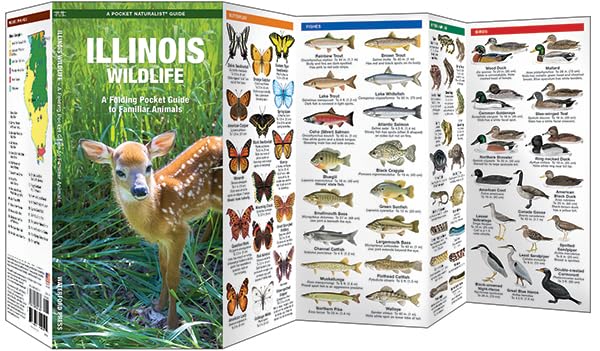 Illinois Wildlife: A Folding Pocket Guide to Familiar Animals (Wildlife and Nature Identification)