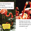 Ranger Rick: I Wish I Was a Flamingo (I Can Read Level 1)