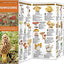 Mushrooms: A Folding Pocket Guide to Familiar North American