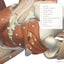 Scientific Keys Vol. II: The Key Poses of Hatha Yoga