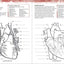 The Human Body Coloring Book: The Ultimate Anatomy Study Guide (DK Human Body Guides)