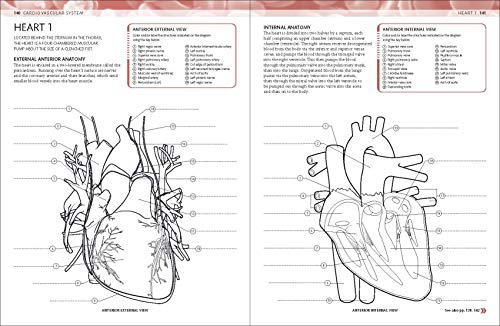 The Human Body Coloring Book: The Ultimate Anatomy Study Guide (DK Human Body Guides)