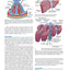 Pharmacology and Physiology for Anesthesia: Foundations and Clinical Application
