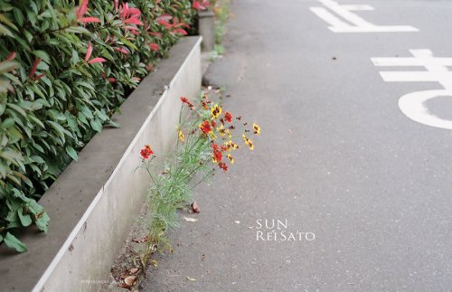 Rei Sato: Sun