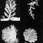 Snow Crystals (Dover Pictorial Archive)