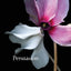Persuasion (Teen Classics)
