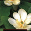 The Plant-Book: A Portable Dictionary of the Vascular Plants