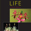 Plant Life: A Brief History