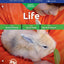 God's Design for Life (Teacher Guide - MB Edition)