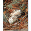 America's Eagle (TIME FOR KIDS Nonfiction Readers)