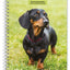 Dachshunds  2025 6 x 7.75 Inch Spiral-Bound Wire-O Weekly Engagement Planner Calendar  New Full-Color Image Every Week  BrownTrout  Animals Dog Breeds Pets