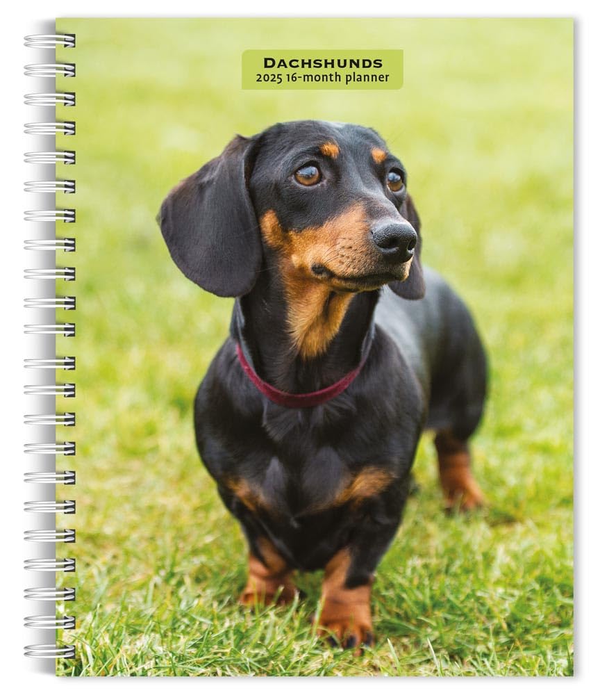 Dachshunds  2025 6 x 7.75 Inch Spiral-Bound Wire-O Weekly Engagement Planner Calendar  New Full-Color Image Every Week  BrownTrout  Animals Dog Breeds Pets