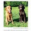 The Labrador Handbook: Your Definitive Guide to Care and Training