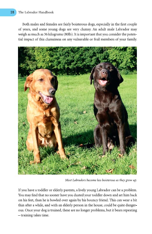 The Labrador Handbook: Your Definitive Guide to Care and Training