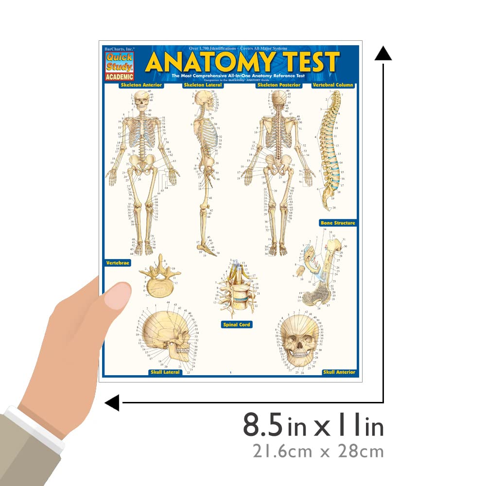 Anatomy Test