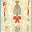 Muscular Origins & Insertions (Quick Study Academic)