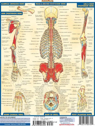 Muscular Origins & Insertions (Quick Study Academic)