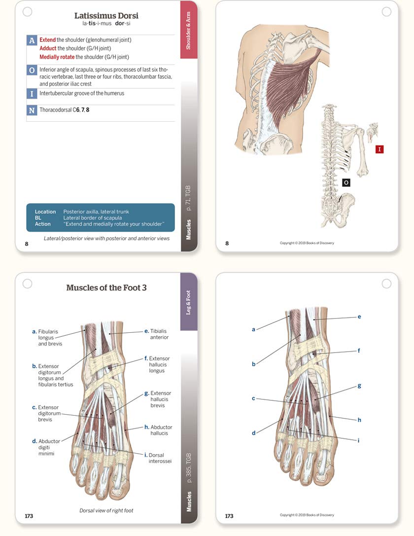 Trail Guide to the Body Flashcards 6th Edition Volume 2: Mus