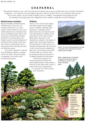 The Illustrated Encyclopedia of Wild Flowers and Flora of the Americas: An authoritative guide to more than 750 native wild flowers of the USA, ... watercolors, photographs and maps