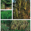 Handy Pocket Guide to Tropical Plants