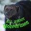 All about Wolverines: English Edition (Nunavummi Reading Series)