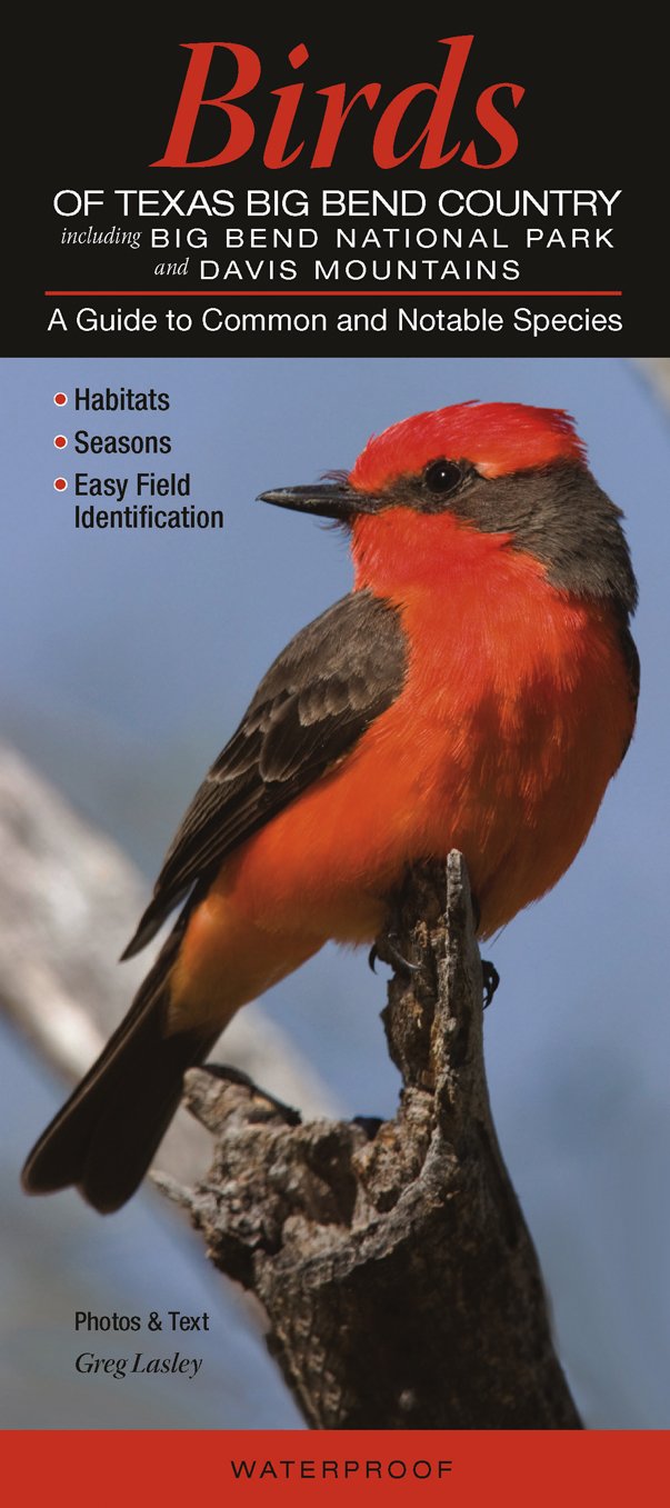 Birds of Texas Big Bend Country incl. Big Bend National Park & Davis Mtns.: A Guide to Common & Notable Species