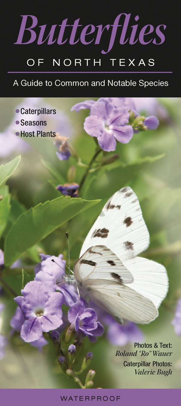 Butterflies of North Texas: A Guide to Common & Notable Species