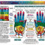 SET 4 CHARTS: REFLEXOLOGY-FOOT & HAND, CHAKRAS, & IRIDOLOGY (EYE Reflexology). in Inner Light Resources RAINBOW Charts Series. 8.5 x 11 in. (Small Poster/ Large Cards)