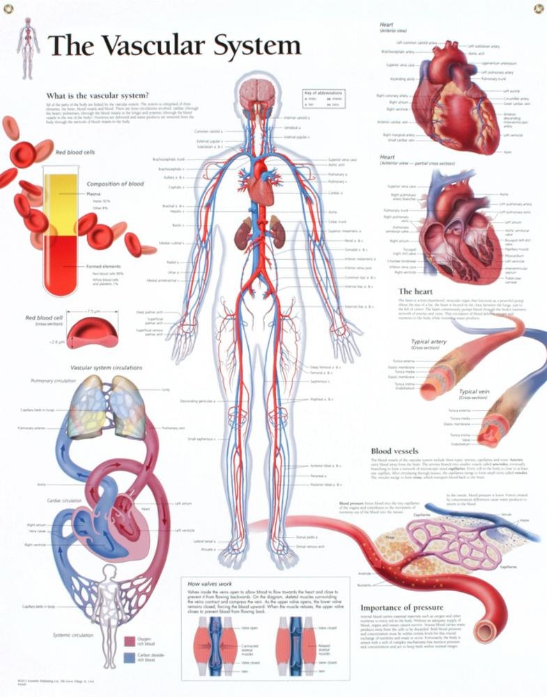 The Endocrine System chart: Laminated Wall Chart