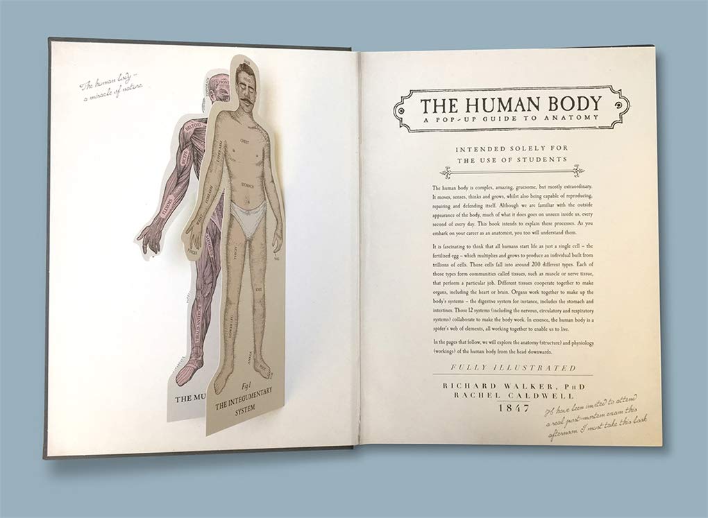 Human Body