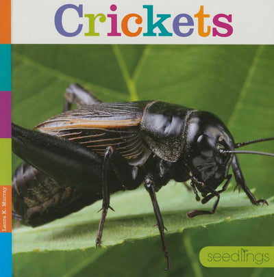 Crickets (Seedlings)