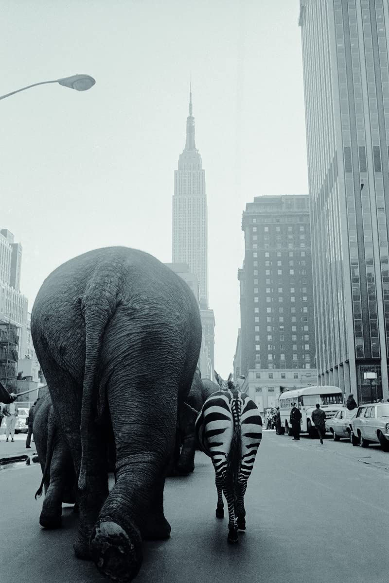 When Elephants Come to Town: A Visual Anthology