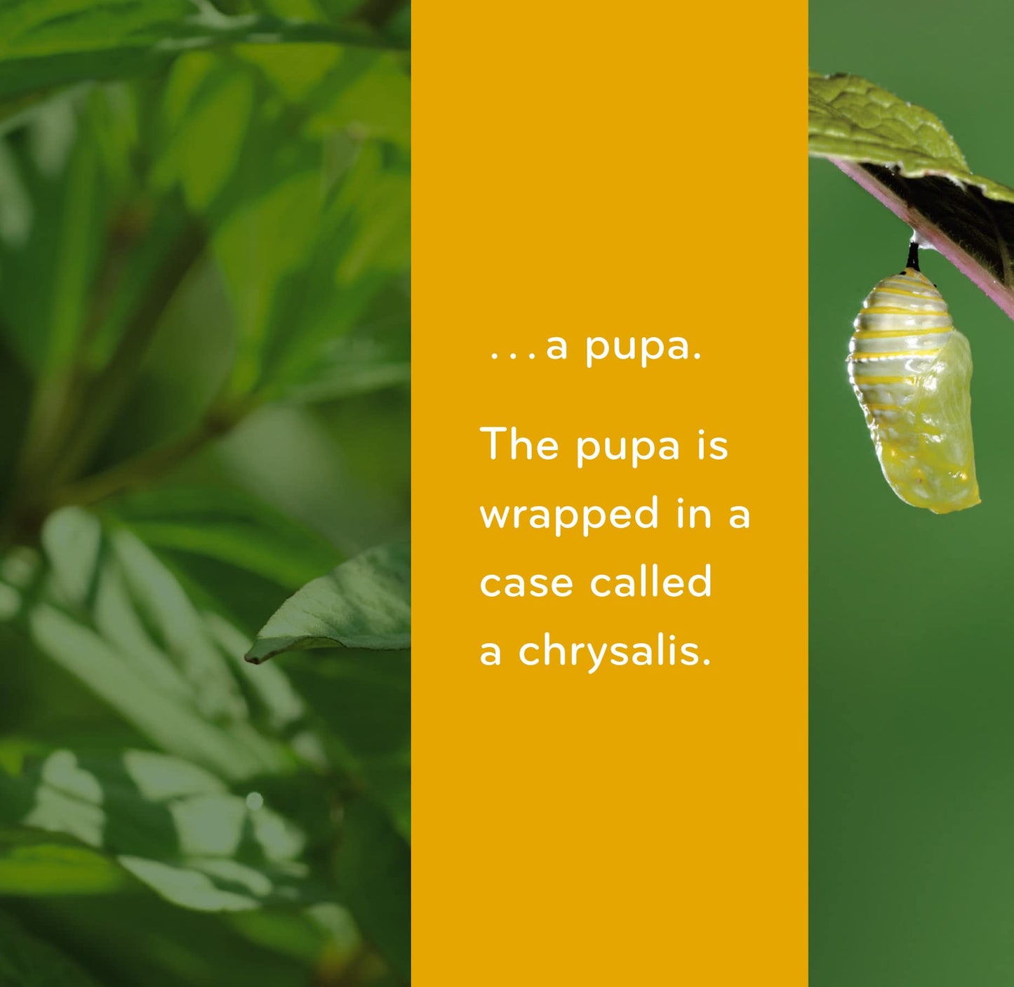 Caterpillar to Butterfly (Science for Toddlers)