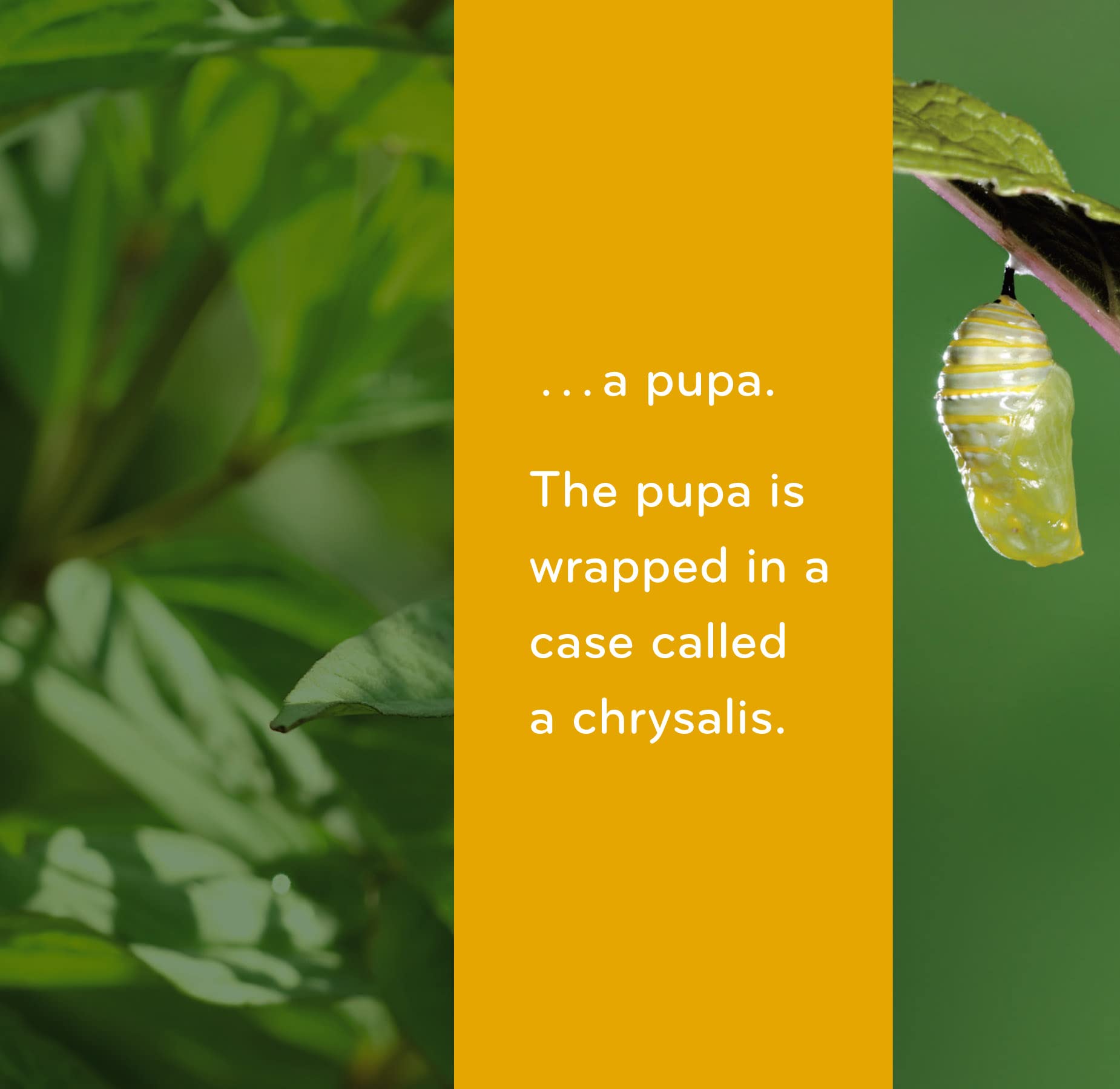 Caterpillar to Butterfly (Science for Toddlers)