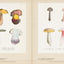 Mushroom Botanical Art