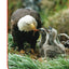 America's Eagle (TIME FOR KIDS Nonfiction Readers)