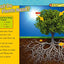 NAT GEO READER - SEED TO PLANT