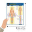 Anatomy - Directions, Planes, Movements & Regions: a QuickStudy Laminated Reference Guide