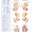 Understanding Arthritis Anatomical Chart