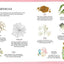 Nests, Eggs, Birds: An Illustrated Aviary