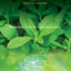 Steviol Glycosides: Production, Properties, and Applications