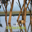 All the Trees of the Forest: Israels Woodlands from the Bible to the Present (Yale Agrarian Studies Series)