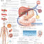 The Illustrated Portfolio of Human Anatomy and Pathology